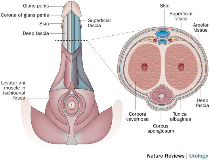 how to get a bigger penis